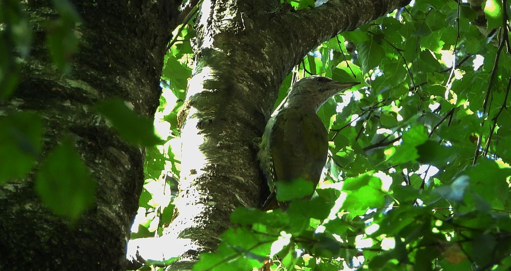 Dzięcioł zielonosiwy (Picus canus)