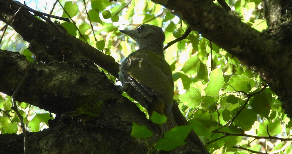 Dzięcioł zielonosiwy (Picus canus)