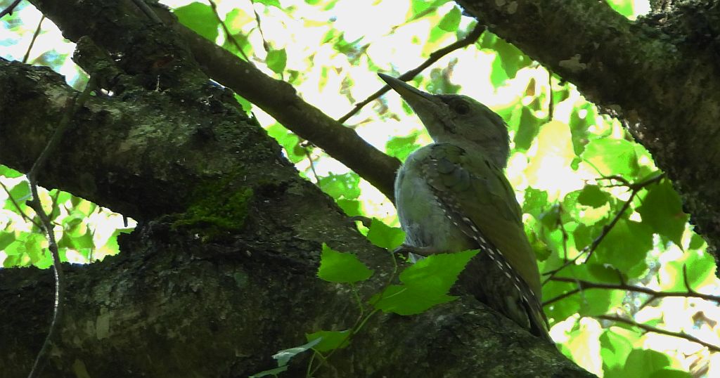 Dzięcioł zielonosiwy (Picus canus)