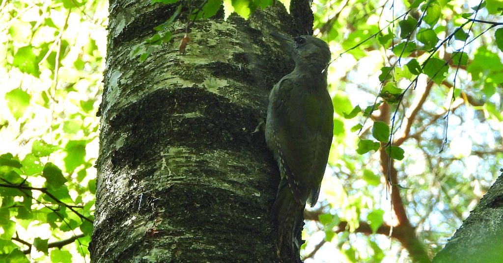 Dzięcioł zielonosiwy (Picus canus)