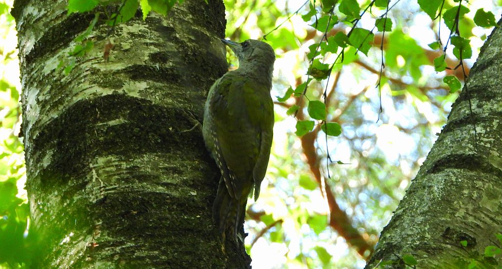 Dzięcioł zielonosiwy (Picus canus)
