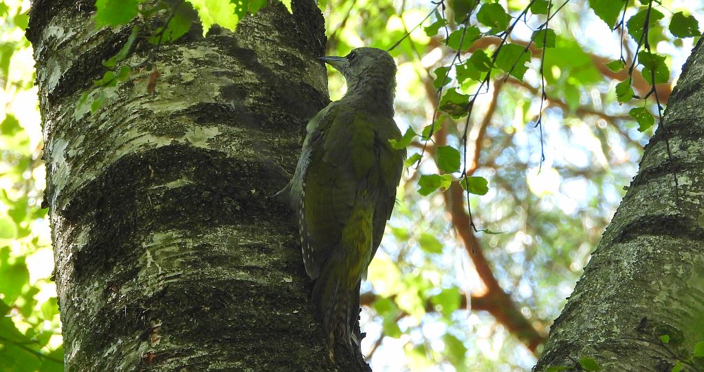 Dzięcioł zielonosiwy (Picus canus)