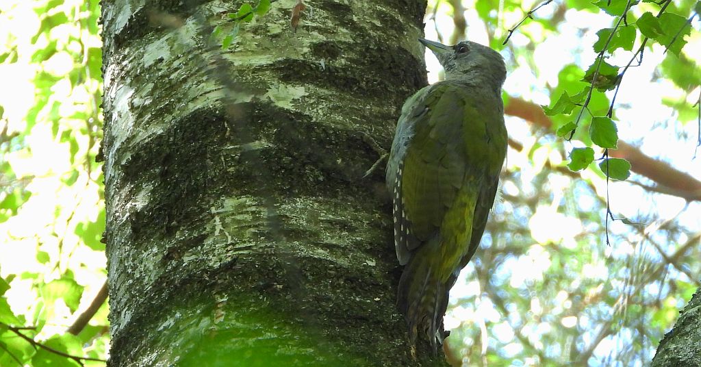 Dzięcioł zielonosiwy (Picus canus)