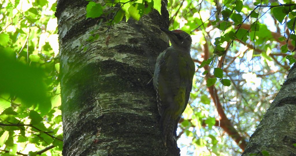 Dzięcioł zielonosiwy (Picus canus)