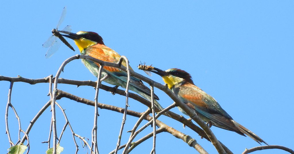 Żołna zwyczajna, żołna pospolita, żołna pszczołojad (Merops apiaster)