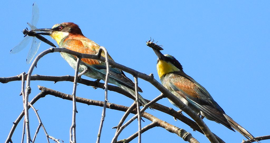 Żołna zwyczajna, żołna pospolita, żołna pszczołojad (Merops apiaster)