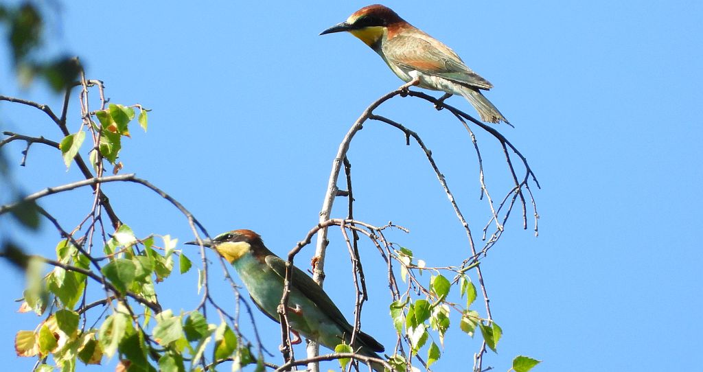 Żołna zwyczajna, żołna pospolita, żołna pszczołojad (Merops apiaster)