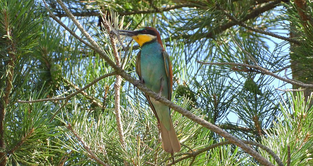Żołna zwyczajna, żołna pospolita, żołna pszczołojad (Merops apiaster)
