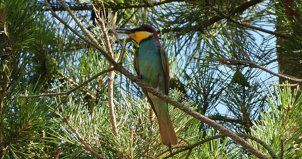 Żołna zwyczajna, żołna pospolita, żołna pszczołojad (Merops apiaster)