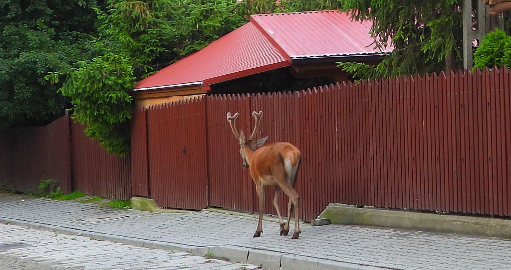 Jeleń szlachetny, jeleń (Cervus elaphus)