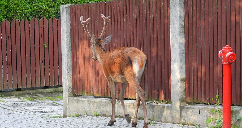 Jeleń szlachetny, jeleń (Cervus elaphus)