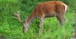Jeleń szlachetny, jeleń (Cervus elaphus)