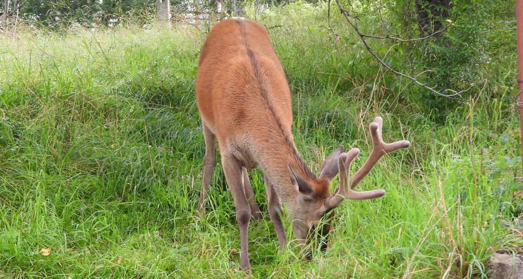 Jeleń szlachetny, jeleń (Cervus elaphus)