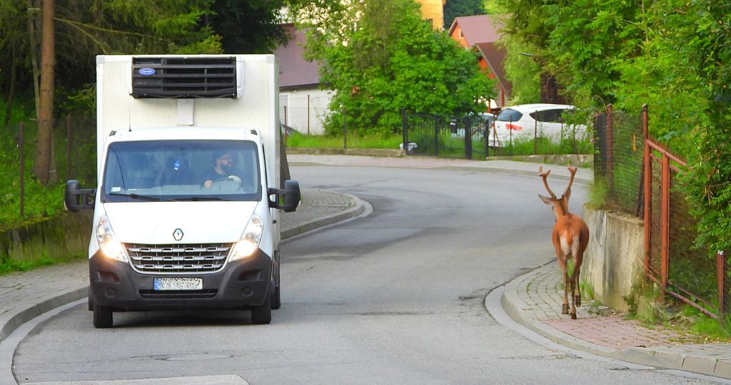 Jeleń szlachetny, jeleń (Cervus elaphus)