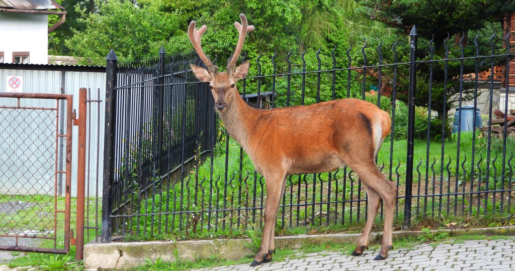 Jeleń szlachetny, jeleń (Cervus elaphus)