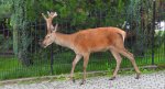 Jeleń szlachetny, jeleń (Cervus elaphus)