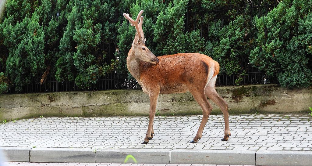 Jeleń szlachetny, jeleń (Cervus elaphus)
