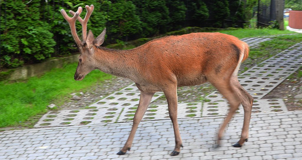 Jeleń szlachetny, jeleń (Cervus elaphus)
