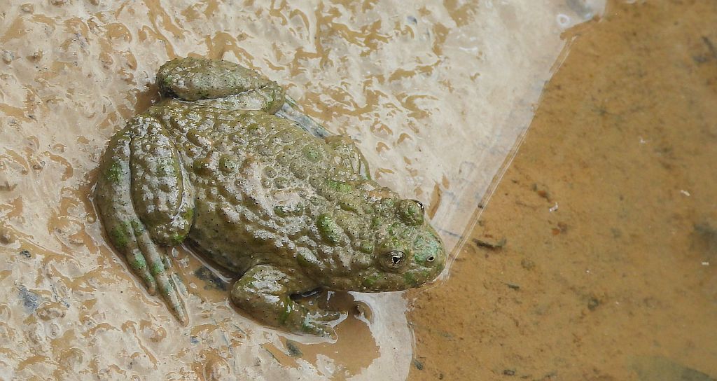 Kumak górski (Bombina variegata)