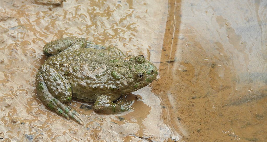 Kumak górski (Bombina variegata)
