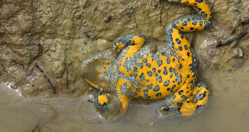 Kumak górski (Bombina variegata)