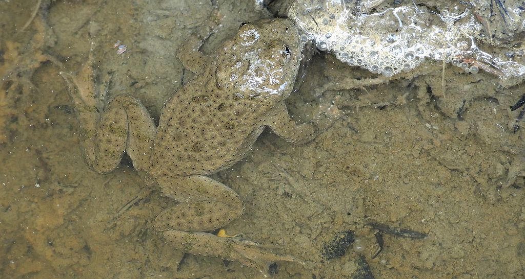 Kumak górski (Bombina variegata)
