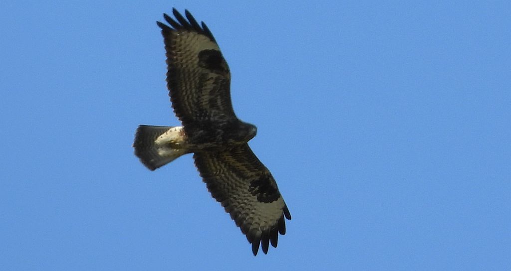 Myszołów zwyczajny, myszołów (Buteo buteo)