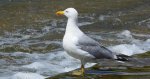 Mewa srebrzysta (Larus argentatus)