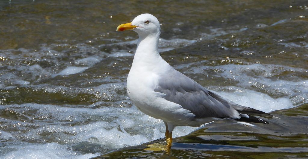 Mewa srebrzysta (Larus argentatus)
