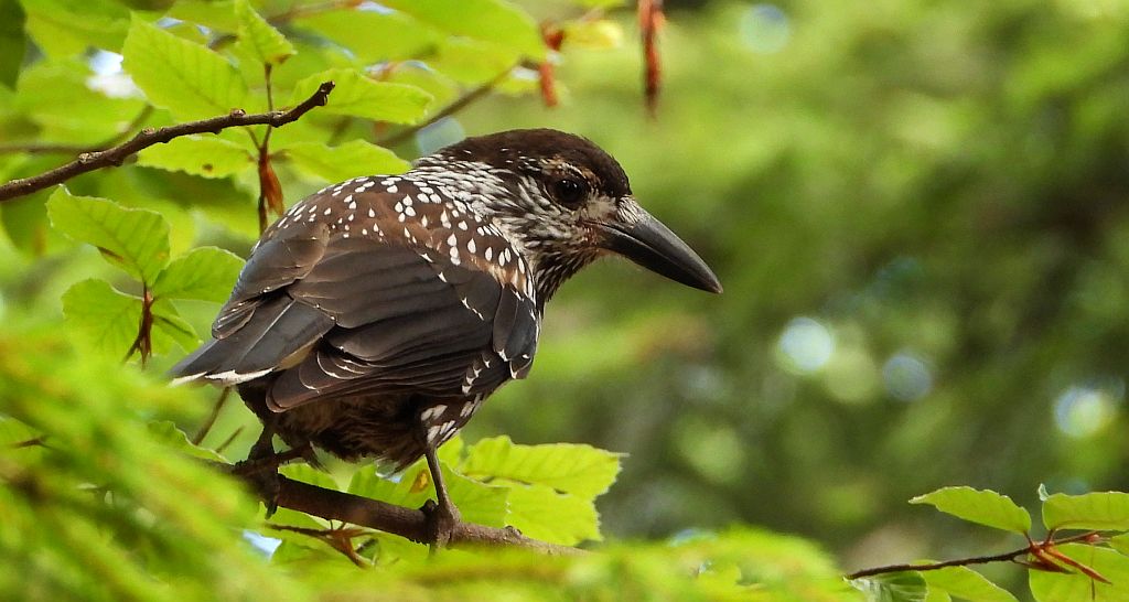 Orzechówka zwyczajna, orzechówka (Nucifraga caryocatactes)