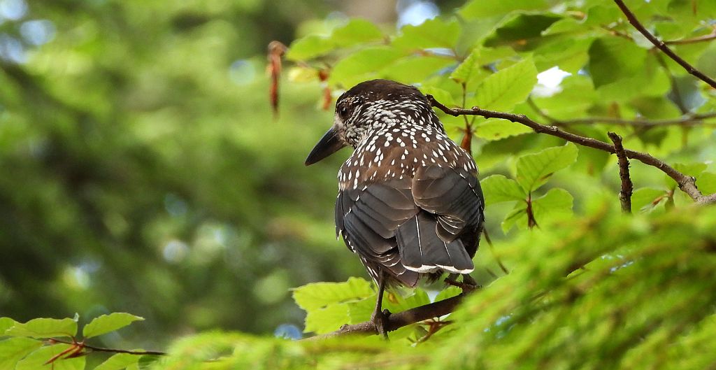 Orzechówka zwyczajna, orzechówka (Nucifraga caryocatactes)