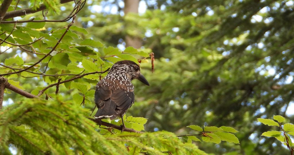 Orzechówka zwyczajna, orzechówka (Nucifraga caryocatactes)