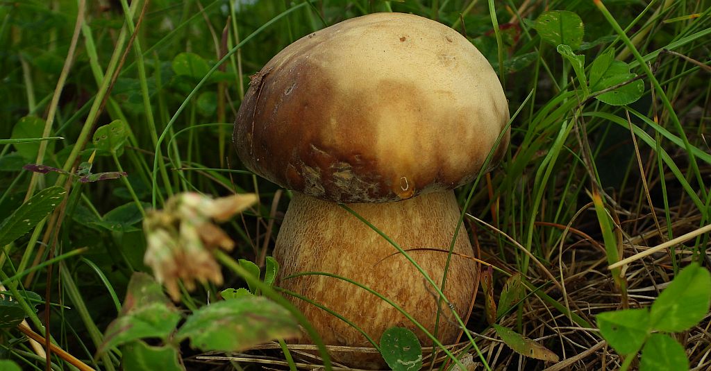 Borowik usiatkowany (Boletus reticulatus)