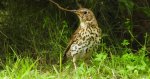 Drozd śpiewak, śpiewak (Turdus philomelos)