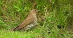 Drozd śpiewak, śpiewak (Turdus philomelos)