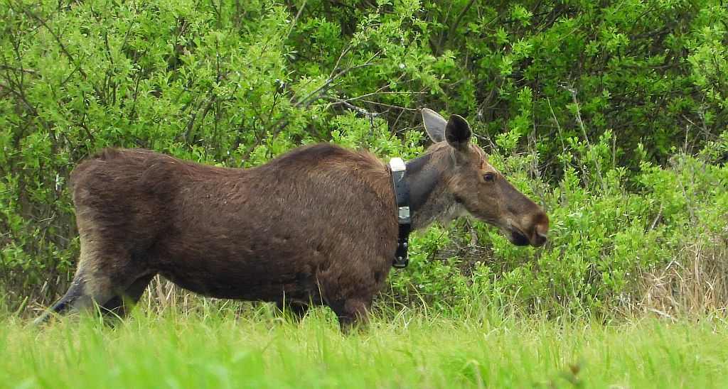 Łoś, łoś euroazjatycki (Alces alces)