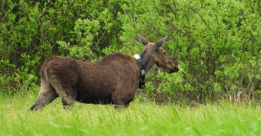 Łoś, łoś euroazjatycki (Alces alces)