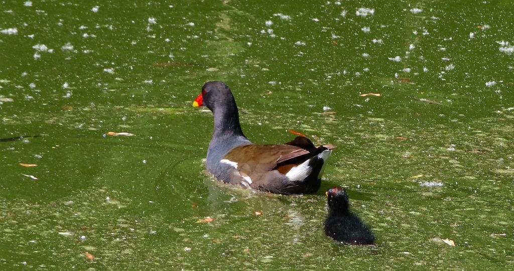 Kokoszka zwyczajna, kokoszka, kokoszka wodna, kurka wodna (Gallinula chloropus)