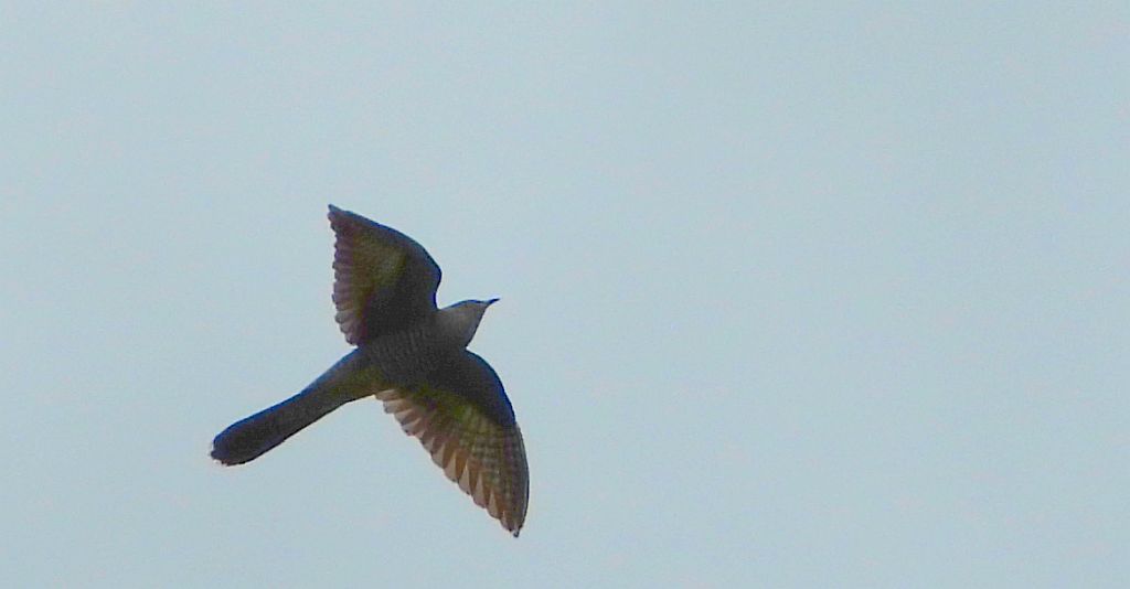 Kukułka, kukułka pospolita, gżegżółka, zazula (Cuculus canorus)