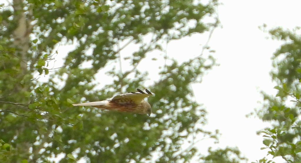 Błotniak stawowy (Circus aeruginosus)