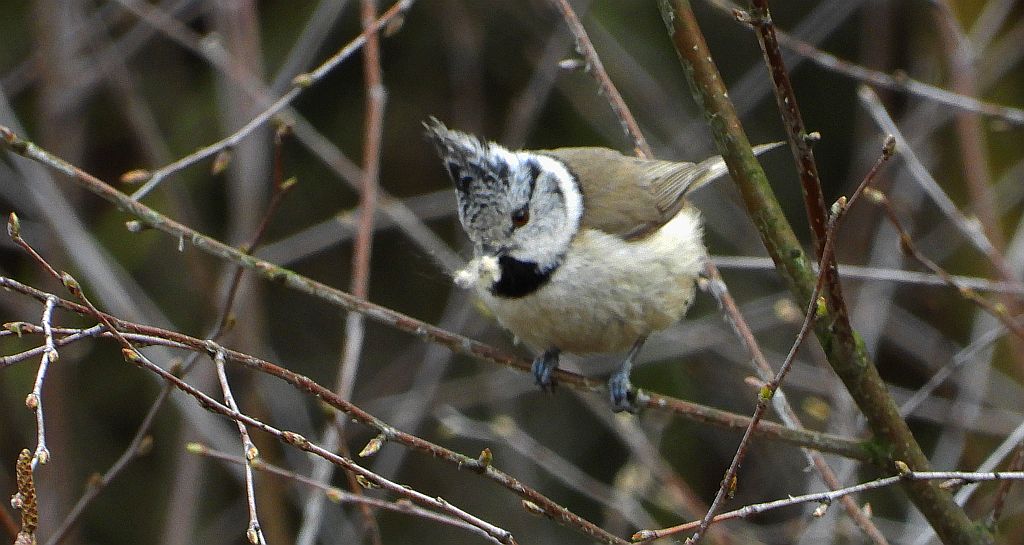 Czubatka europejska, czubatka, sikora czubatka, sikora czubata (Lophophanes cristatus)