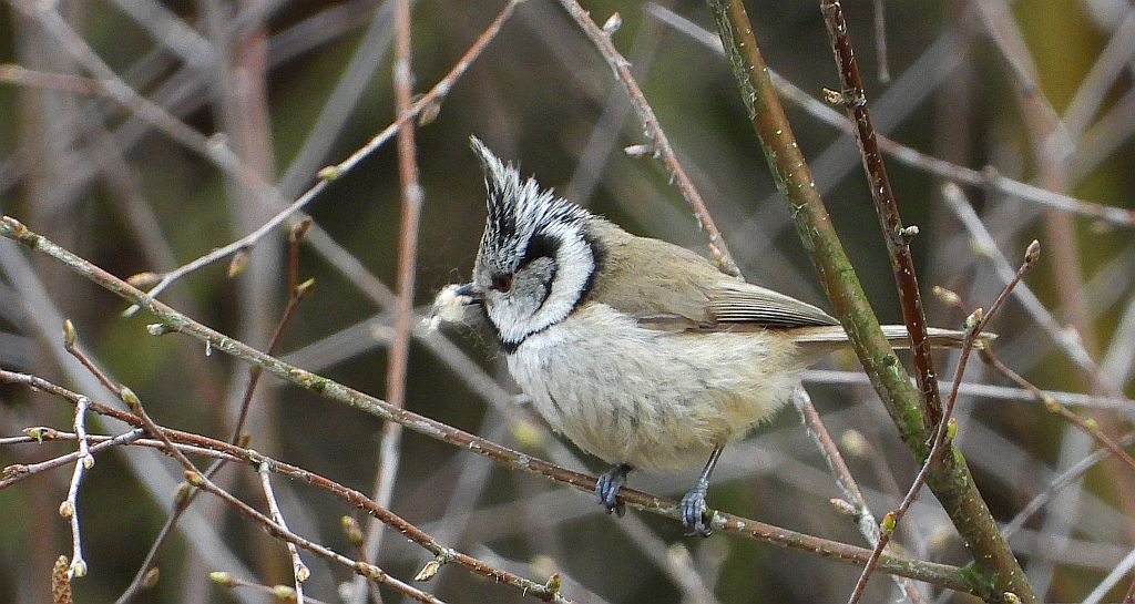 Czubatka europejska, czubatka, sikora czubatka, sikora czubata (Lophophanes cristatus)