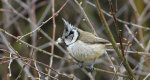 Czubatka europejska, czubatka, sikora czubatka, sikora czubata (Lophophanes cristatus)