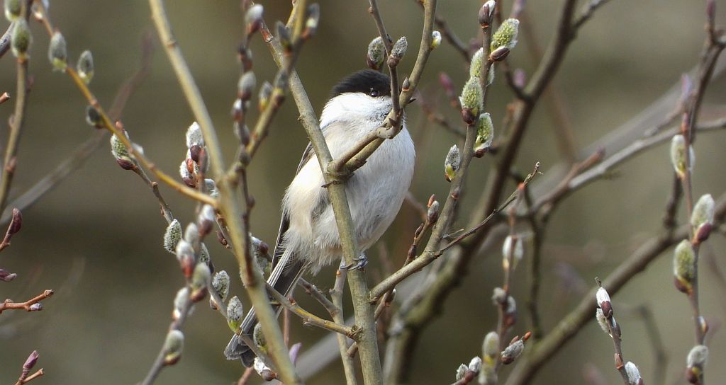 Czarnogłówka zwyczajna, sikora czarnogłowa, czarnogłówka, sikora czarnogłówka (Poecile montanus)