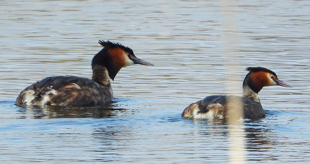 Perkoz dwuczuby (Podiceps cristatus)