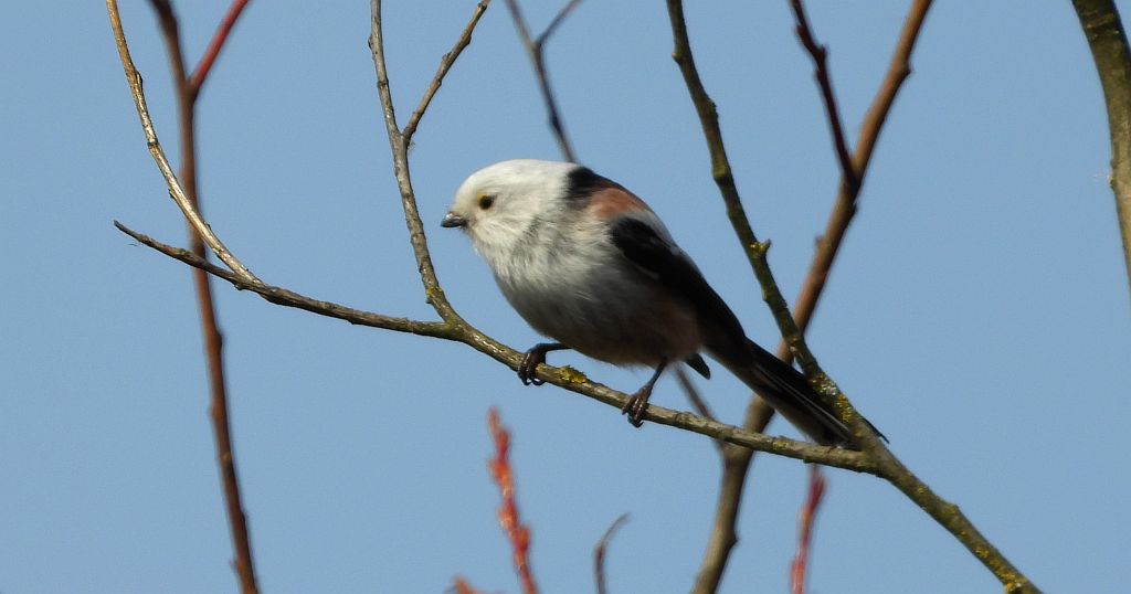 Raniuszek (Aegithalos caudatus)