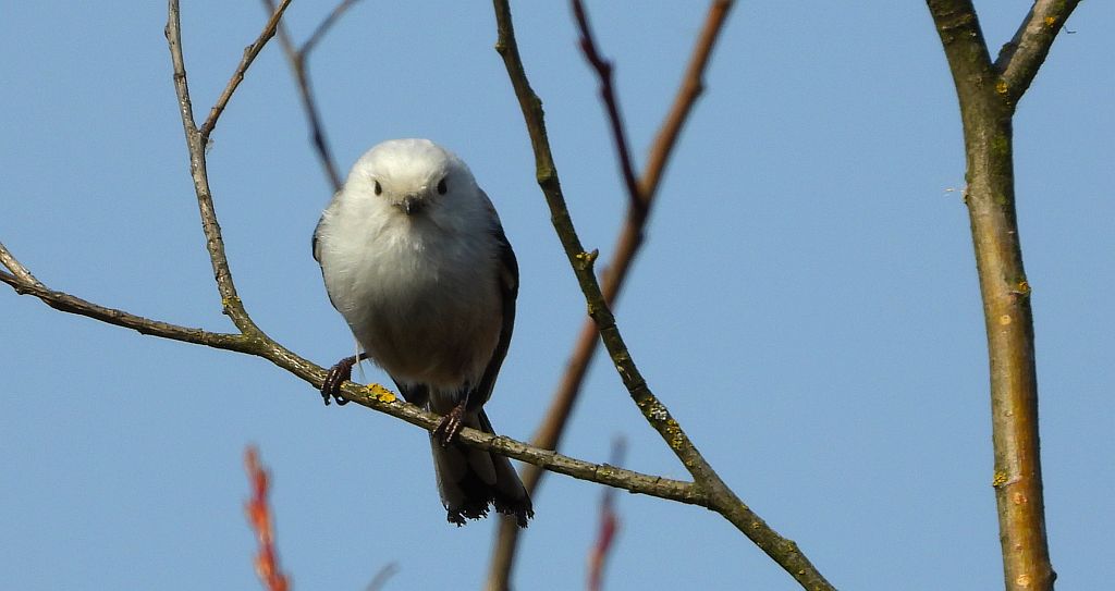 Raniuszek (Aegithalos caudatus)