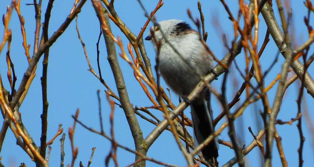 Raniuszek (Aegithalos caudatus)