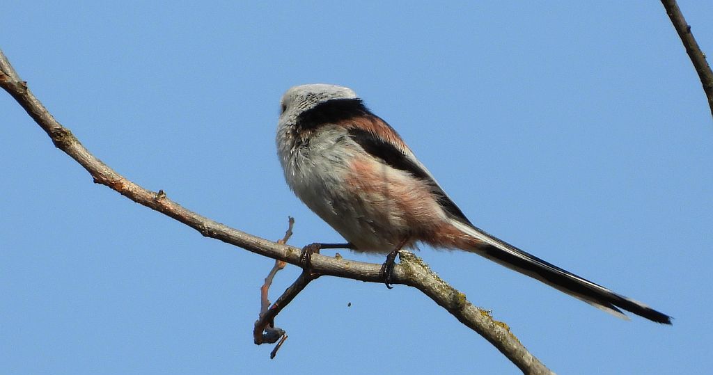 Raniuszek (Aegithalos caudatus)