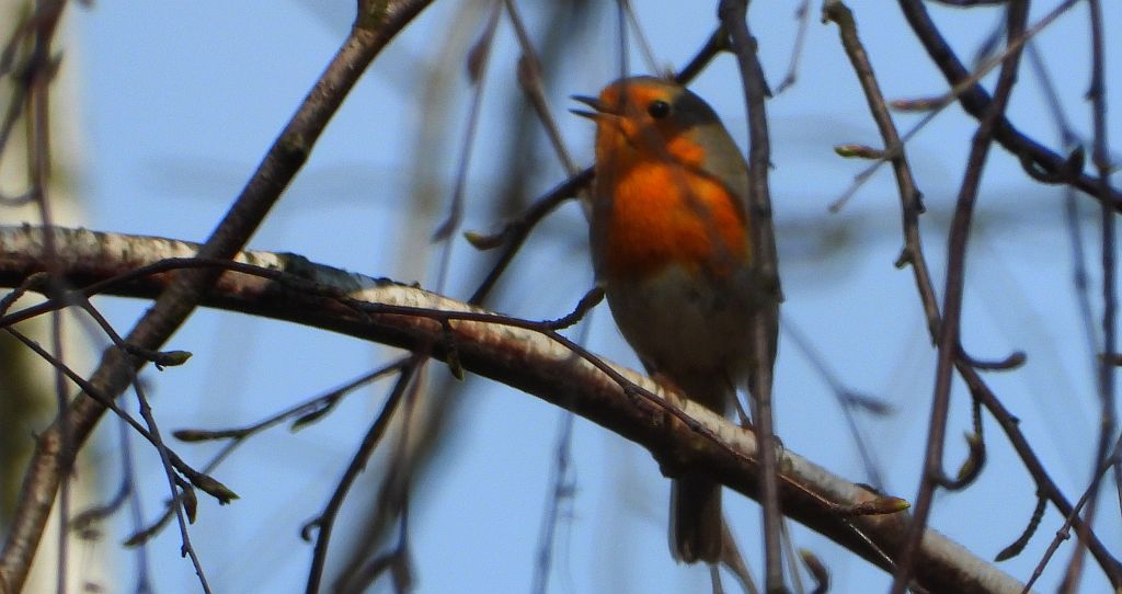 Rudzik, rudzik zwyczajny, raszka (Erithacus rubecula)
